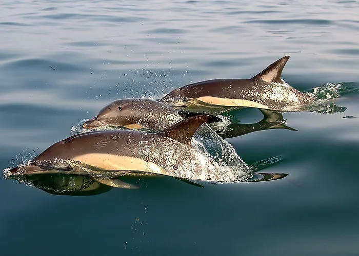 Ξενοδοχείο Mare Ναζαρέ